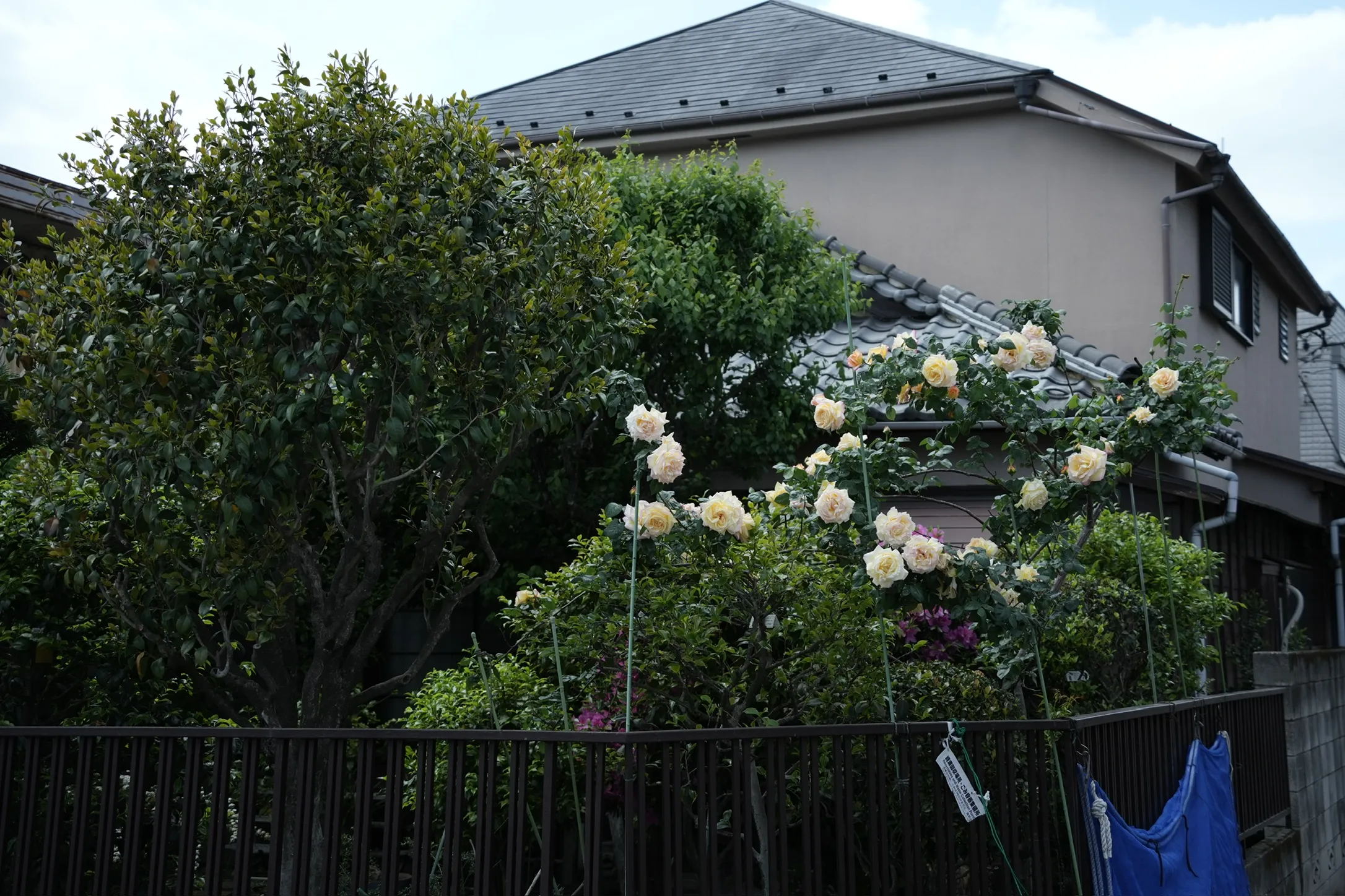 居民区庭院种的花草
