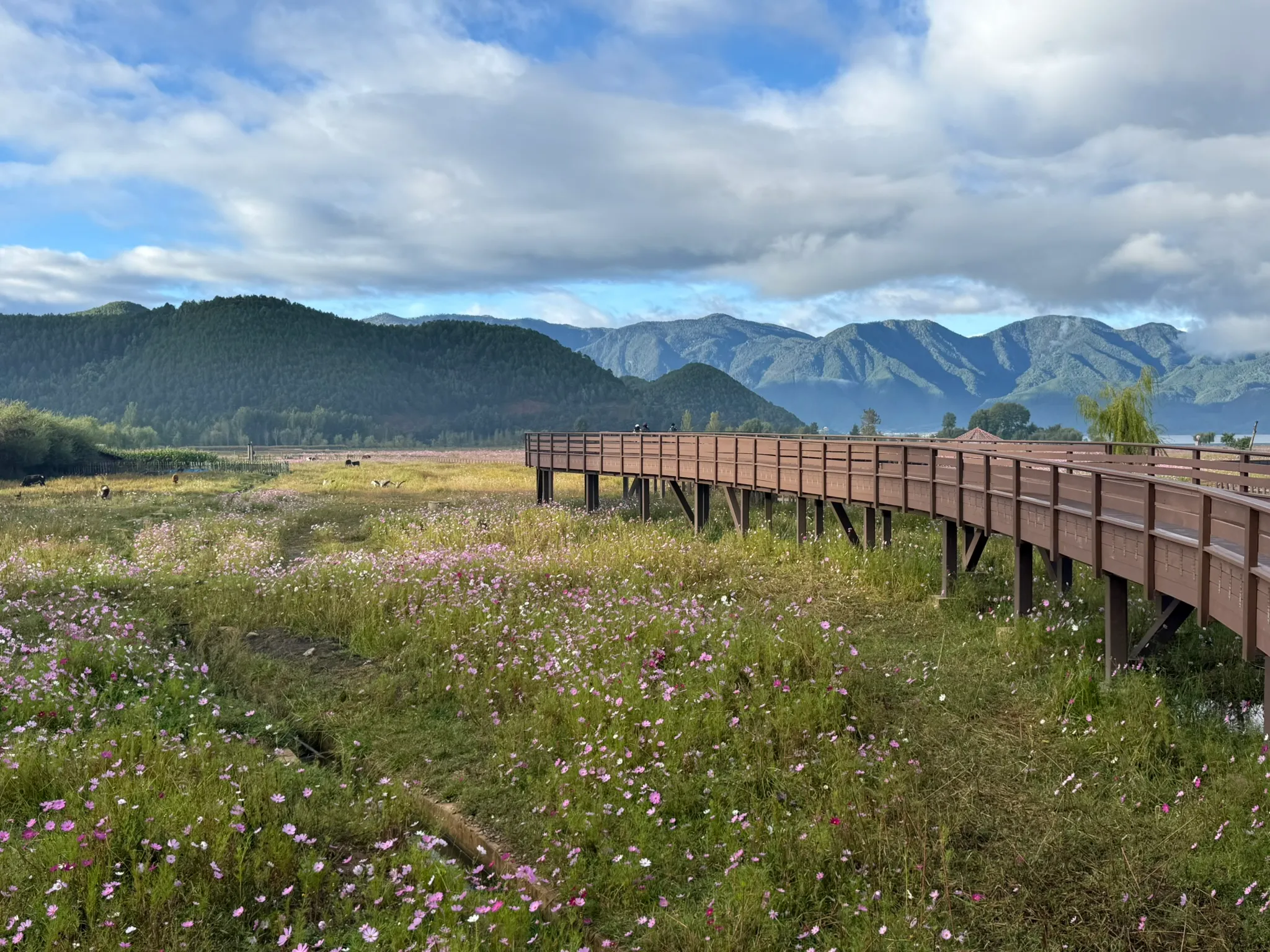 情人牧场，鲜花巨好看